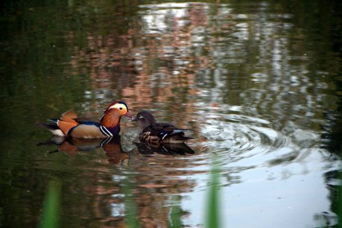 ducks, flowers and other stuff