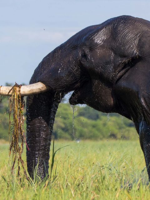 Elephant having lunch