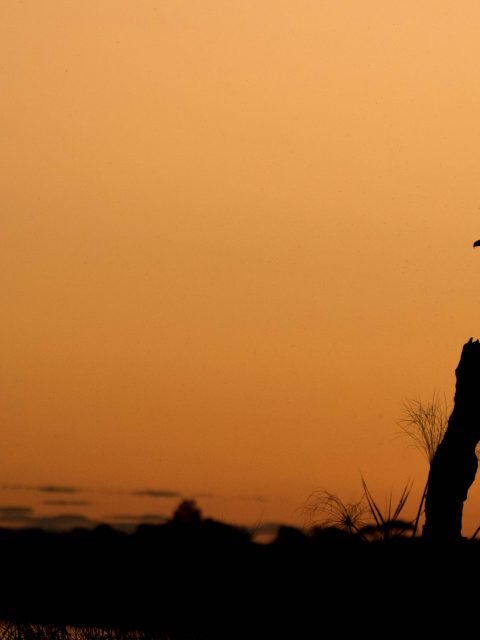 Fish eagle on a perch at sunset